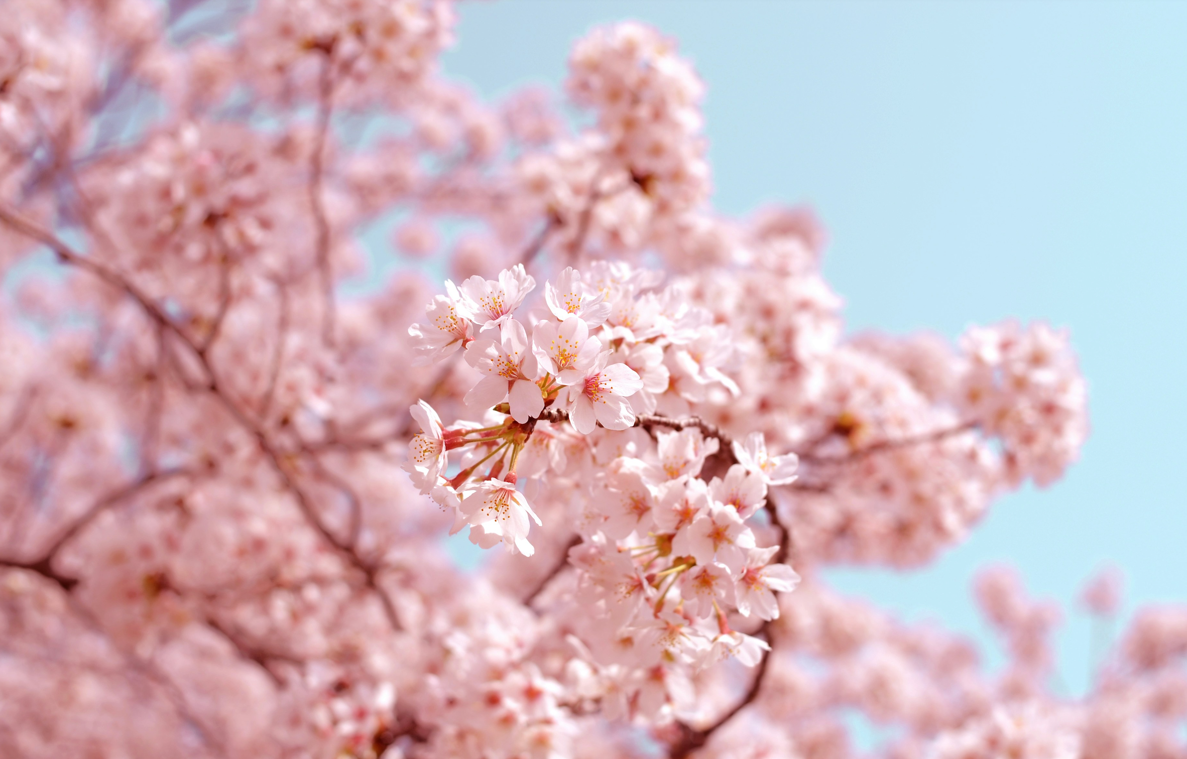 Sakura Blossom Season in Japan